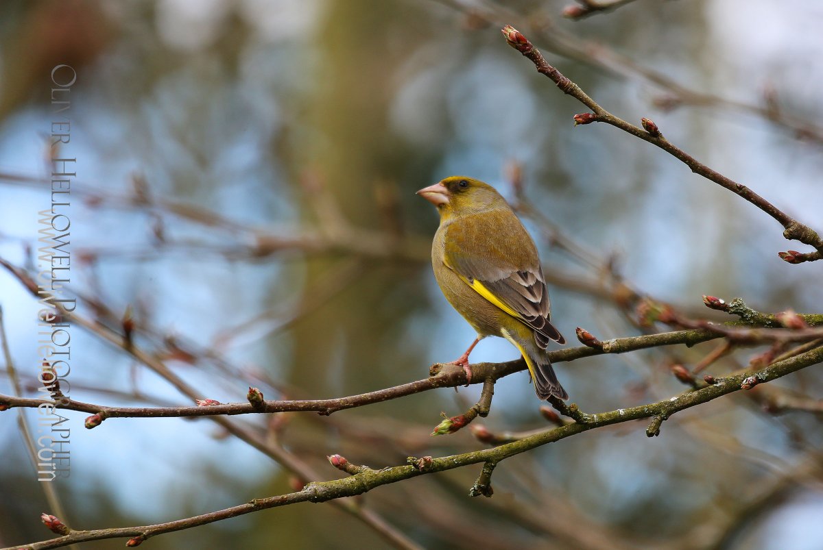 I am very happy at home in the garden. I have lots to photograph! <a href="/DSAInfo/">Down's Syndrome Association</a> <a href="/GDSFoundation/">Global Down Syndrome Foundation</a> <a href="/Future_Of_Down/">Future Of Down's</a> @DownsHeartGroup <a href="/IoloWilliams2/">Iolo Williams</a> <a href="/sallyephillips/">Sally Phillips</a>