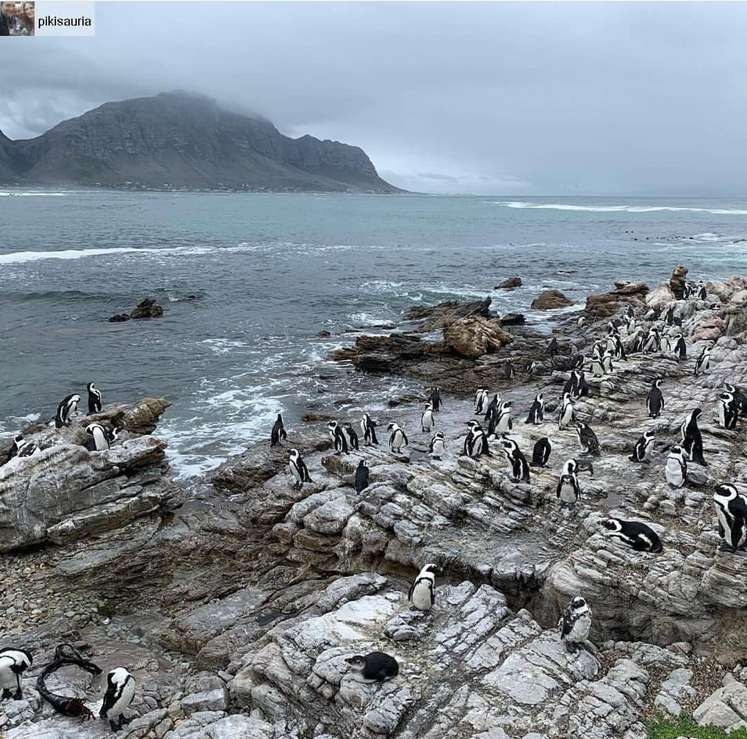 Esmari_1's tweet image. Pikkewyne at #Stonypoint