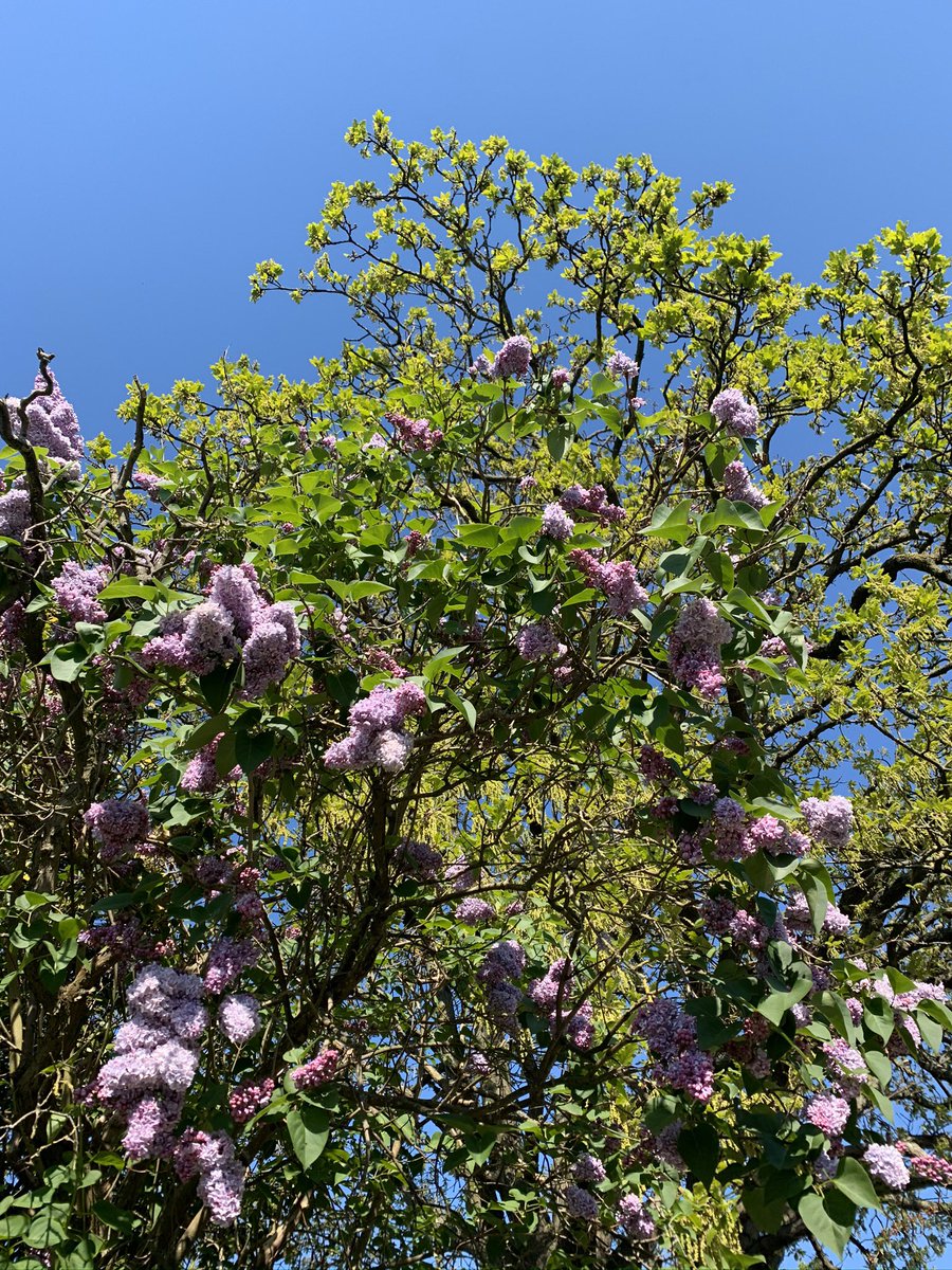 sustainjess's tweet photo. Happy #EarthDay2020 Current experience of the natural environment is somewhat limited but it is amazing what there is to see in just one park. Makes you think of the wealth of beauty in the world 🌎 that we must protect. #EarthDay #nature #Springwatch #livinginextraordinarytimes https://t.co/KRJy0lP1BE