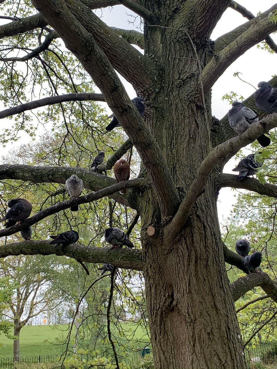 sustainjess's tweet photo. Happy #EarthDay2020 Current experience of the natural environment is somewhat limited but it is amazing what there is to see in just one park. Makes you think of the wealth of beauty in the world 🌎 that we must protect. #EarthDay #nature #Springwatch #livinginextraordinarytimes https://t.co/KRJy0lP1BE