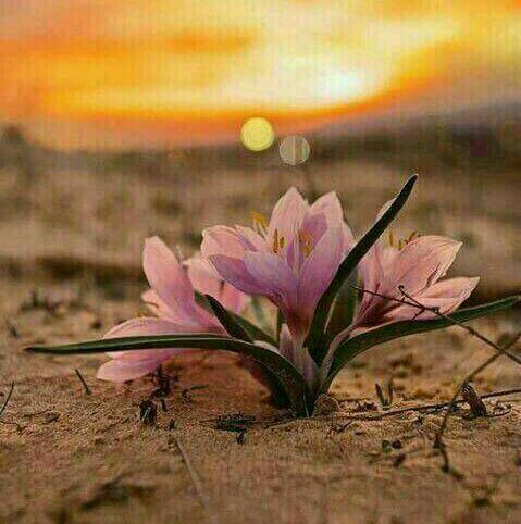 N00R_4LI's tweet photo. كلما انقَبض قلبي من همِّ الدُنيا تذكرت فَصبرٌ جَميل، وأنَّ ربِّي هُو المُستعان
#الكوثر https://t.co/KfR9NW3THx