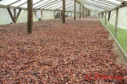petevop's tweet photo. Africa is the top producer of #Cocoa beans (around 70% of the world Cocoa is produced in African .. @Agriculture_expert reports)

For more on our trade specification, check https://t.co/trEbF9IHIb  #chocolate #farmers  #agriculture #commoditymarkets  #EarthDay #EarthDayAtHome https://t.co/IPBdxCU8Ps