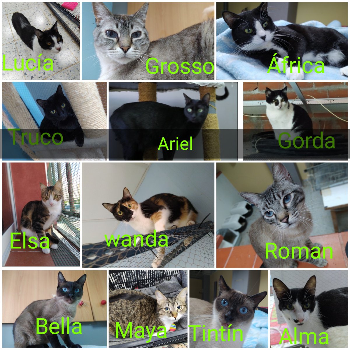 #Adopta #Acoge #Apadrina #Comparte. A cual más guap@ Recibe información a través de velillagatuna@gmail.com