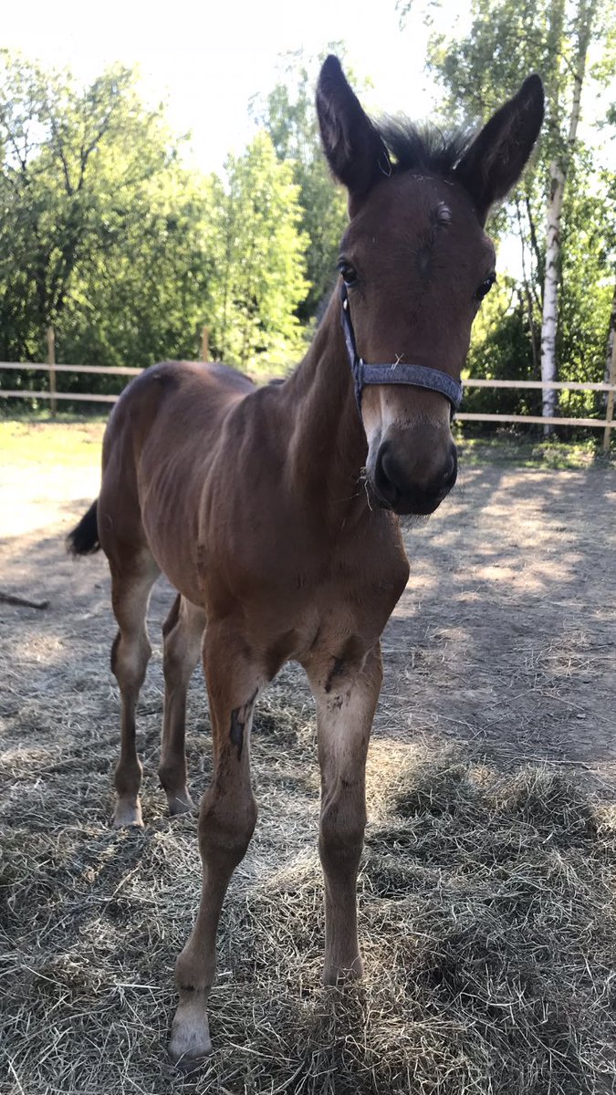 JanitaLuttunen's tweet photo. Tämmöinen neiti syntyi vuosi aikaa toukokuussa ja samanmoinen on laitettu maanantaina tilaukseen. 🤩 #GoingKronos #AngelSisu #AuroraStar https://t.co/5znObHSyML