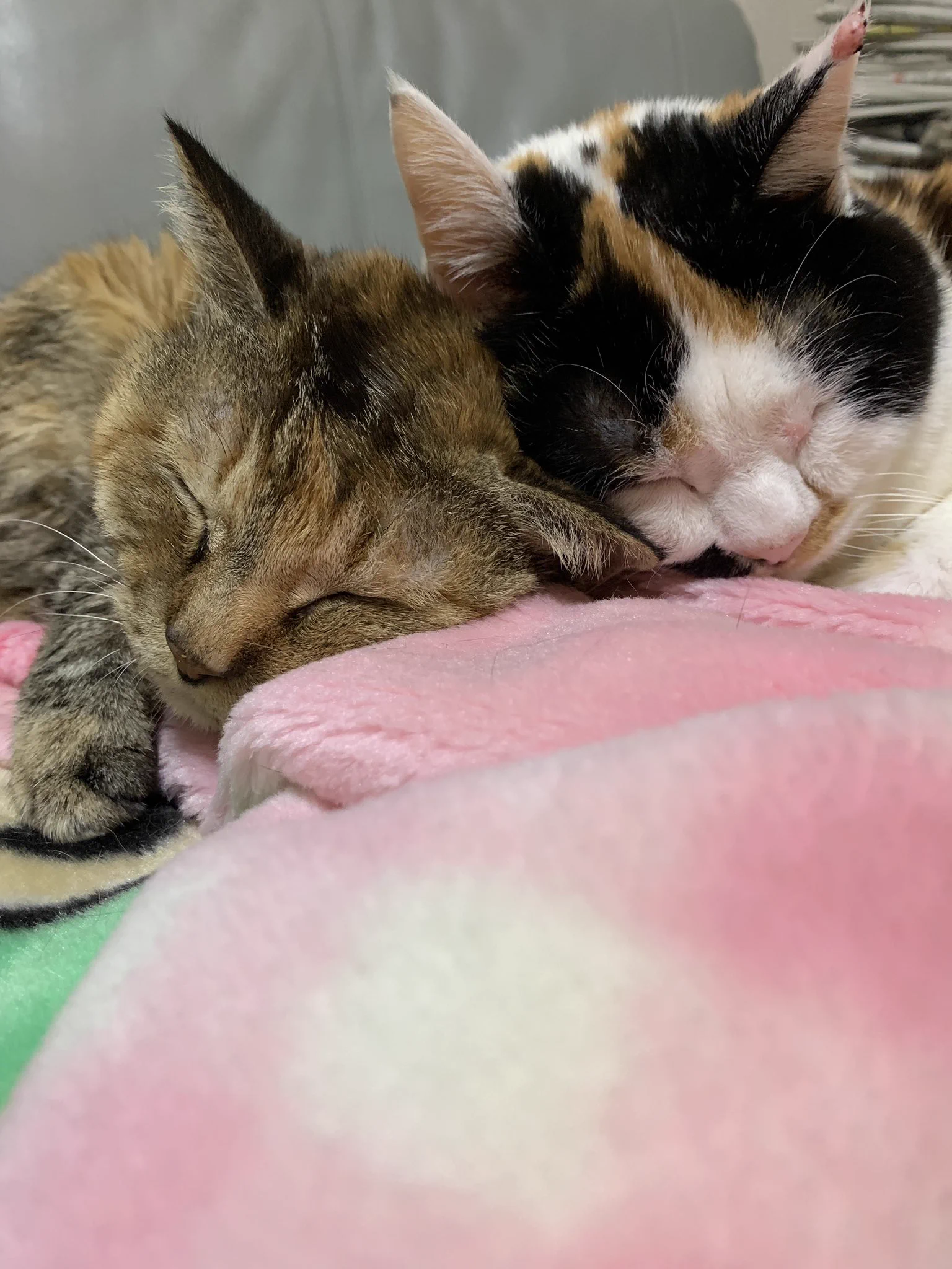 @Takayoshi6211 我が家の天井裏から猫の鳴き声がしたので登ったら目も空いてない子猫達がいて保護しました。それから22年。まだまだ元気です。 
