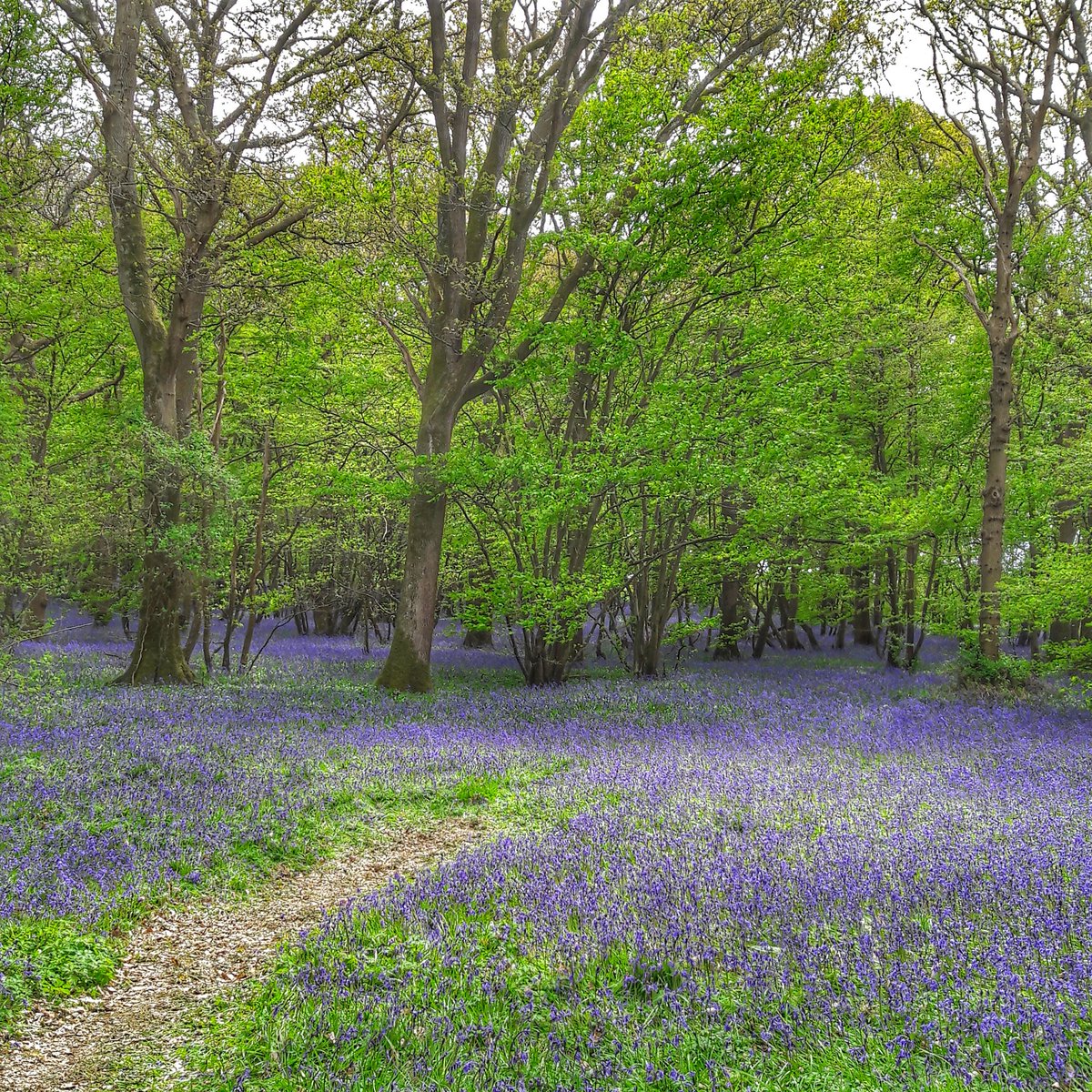 @WildlifeTrusts Bluebells from last year as Arlington Bluebell Walk is sadly closed at the moment. Happy #EarthDay @bluebellwalk