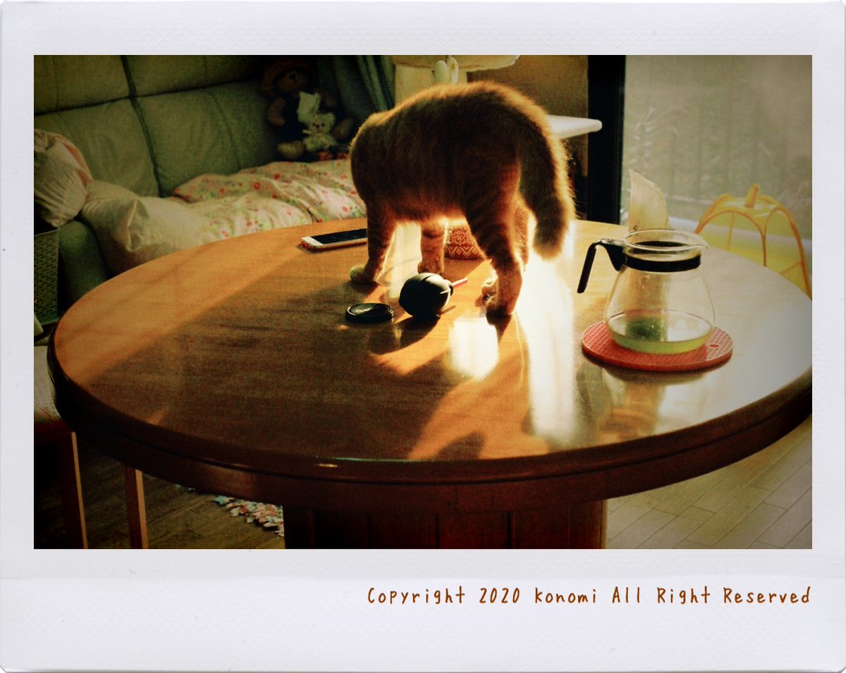 lotuskonomi's tweet photo. #Kodak #film #pellix #Canon #猫
#Kodakで写す光と影
#GOLD200 https://t.co/T9T1Fh4YGr