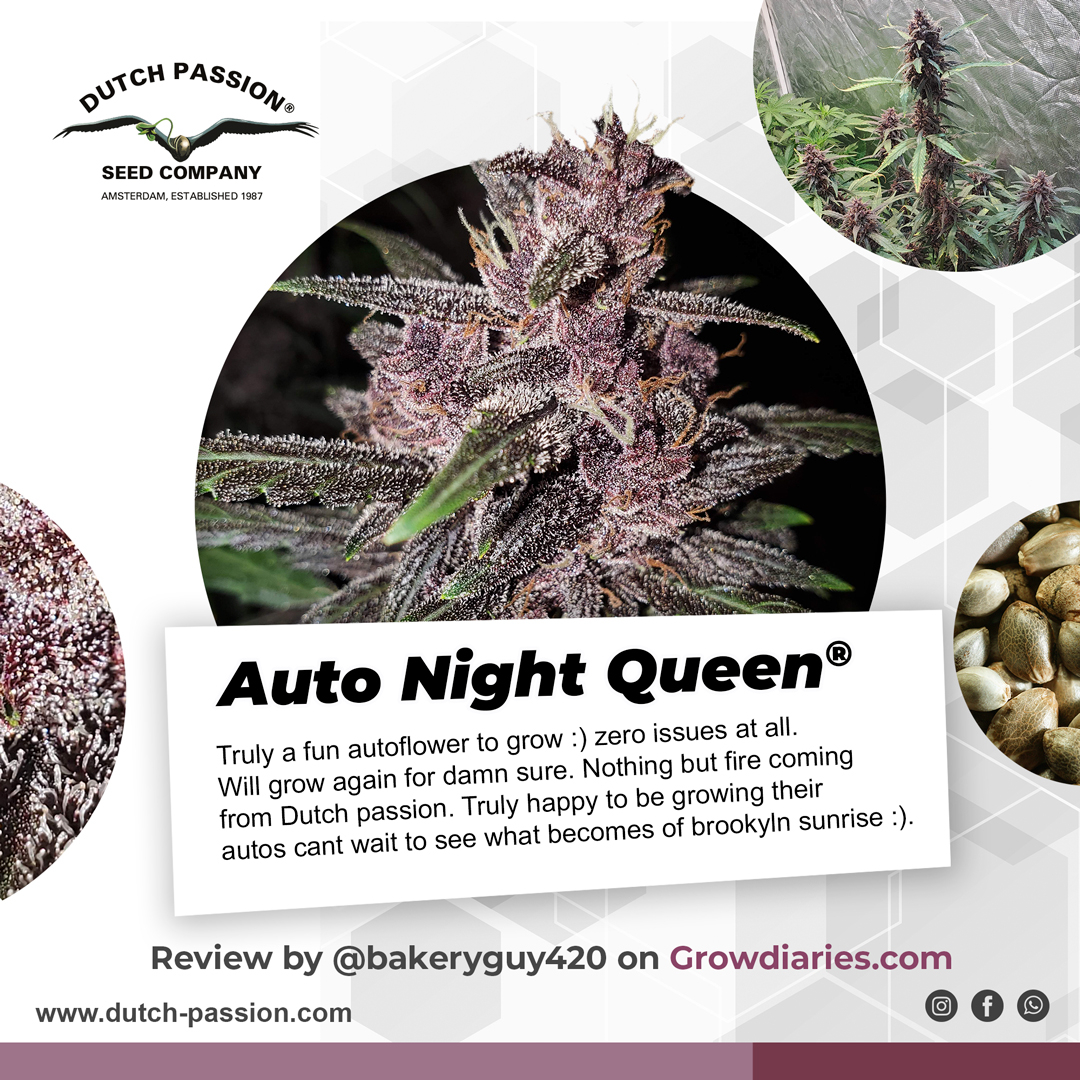 DutchPassion_'s tweet photo. 🌱 Name: Auto Night Queen®️⁠
❎ Parent strains: (Night Queen X Mazar i Sharif) X Auto Mazar⁠
♀️ Strain type: Indica Autoflower⁠
🐫 Family: Afghani Kush ⁠
✂️ Seed to harvest: 10 weeks ⁠
📈 THC: Very high⁠
👨‍🌾 Grower: @bakeryguy420_⁠

#autonightqueen #indica #autoflower https://t.co/HRwcFeD7Dd