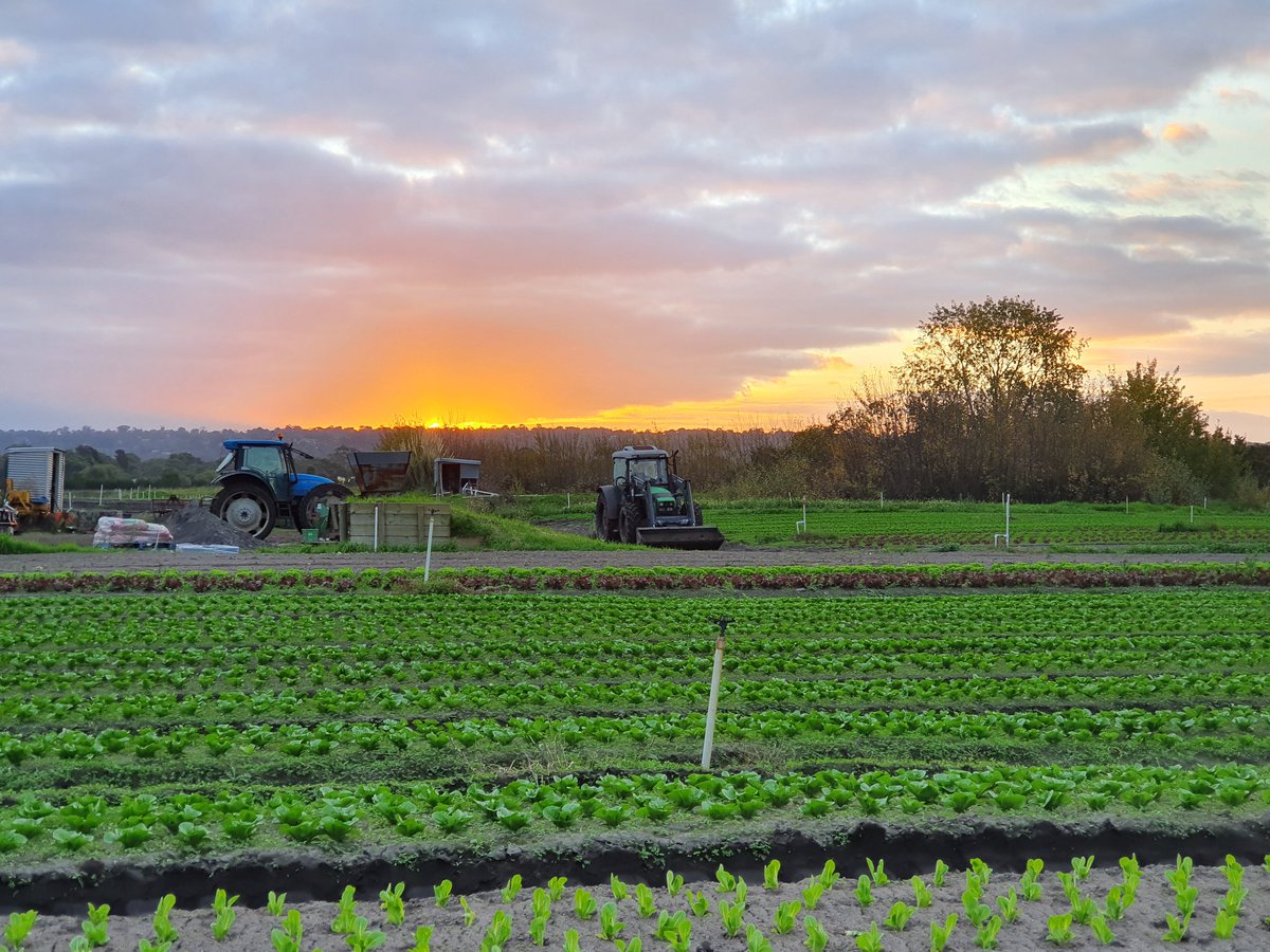 Farmerswifetash's tweet photo. And so ends another day on the farm.. love the sunset glow behind Mt Eliza #beingonafarm #farmsunset @penfreshorganic https://t.co/dSPsiQVY8t