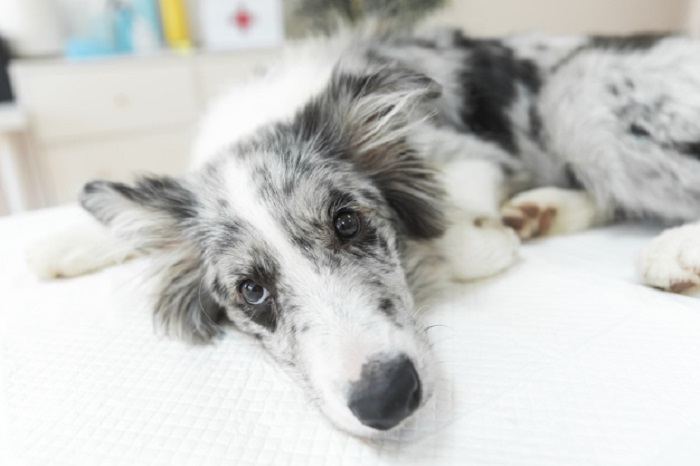 Lineamadrid's tweet photo. ¿Quieres ser casa de acogida de animales de mujeres víctimas de la #ViolenciaMachista? 🐕
Protegiendo a todas las víctimas de la violencia a través de «@VioPet112 y @AnimalesGob» 😻.
👉 https://t.co/K9GqwJi92v https://t.co/jQSAreoub5