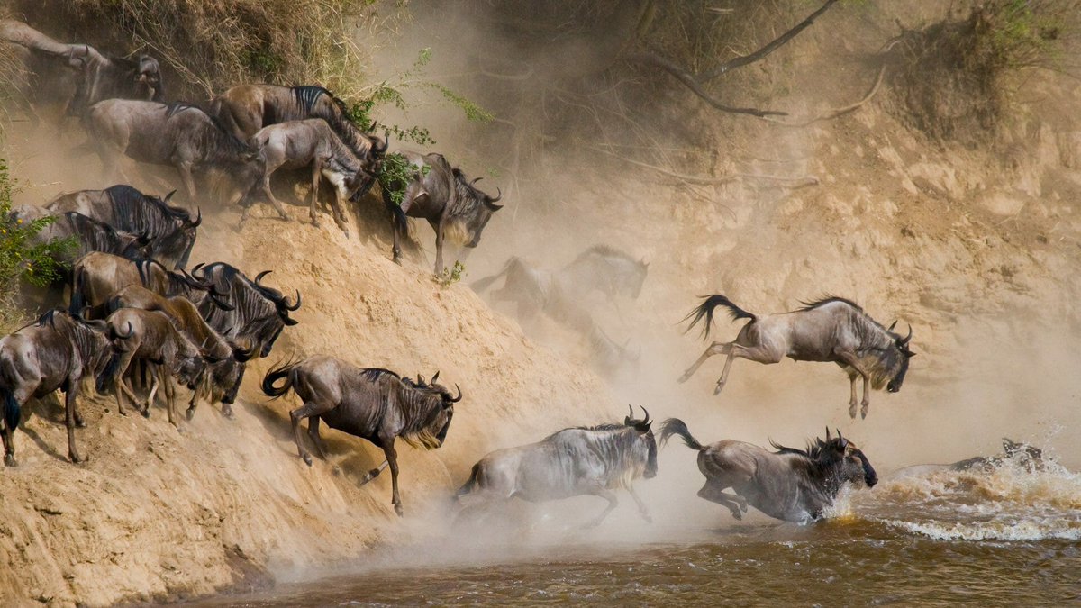 DGCagnati's tweet photo. #Serengeti National Park is undoubtedly the best-known wildlife sanctuary in the world, unequalled for its natural beauty and scientific value it has the greatest concentration of plains game in Africa The vast plains of the Serengeti comprise... https://t.co/Rlgnnyi9J4 #EarthDay https://t.co/v57f9t68Jy