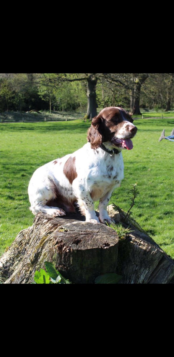 PSOSDogs's tweet image. #PDMac has been getting all the treats after recovering 10kilograms of a Class A drug worth an estimated £400,000!! #VeryGoodBoy #DrugsAreForMugs #YouHideItWeFindIt well done dog and handler 🐾🏴󠁧󠁢󠁳󠁣󠁴󠁿