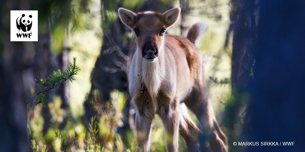 WWF Suomi tweet media