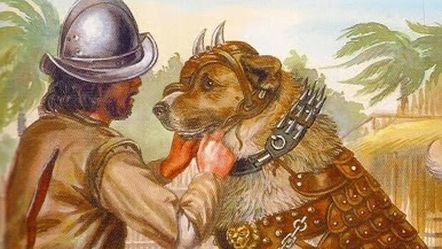 Les molosses des conquistadors Le chien que vous voyez ci dessous était utilisé pour chasser les amérindiens. Ce molosse au pelage roux avait été dressé pour égorger les Indiens.