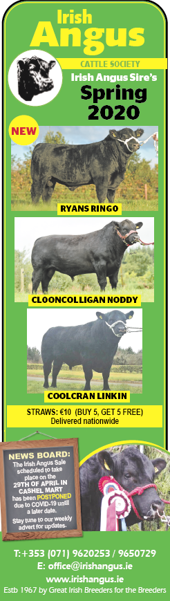 Irish Angus Cattle Society (@cattleangus) on Twitter photo 