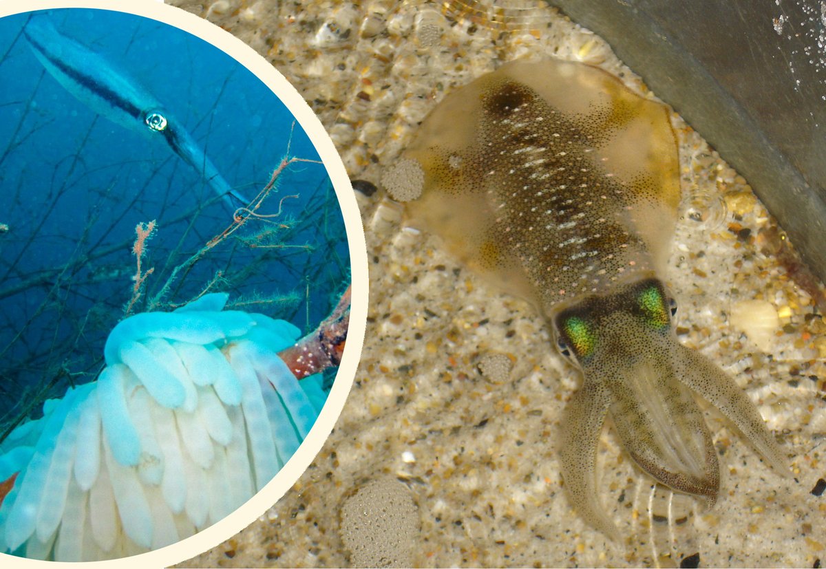 ChungTsung's tweet photo. New paper out! We reconstruct ontogenetic movements of bigfin reef #squids by using #statolith #δ18O values. Three seasonal groups show different thermal histories but have a similar optimal temperature for spawning. https://t.co/mcqNb09VOZ https://t.co/WxOCWutPrD