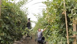 Labour shortages are posing an unprecedented challenge to our industry at this time.

To access our new #horticulture seasonal labour hub, as well as the latest information, guidance and support we provide during this uncertain time, visit ahdb.org.uk/coronavirus.