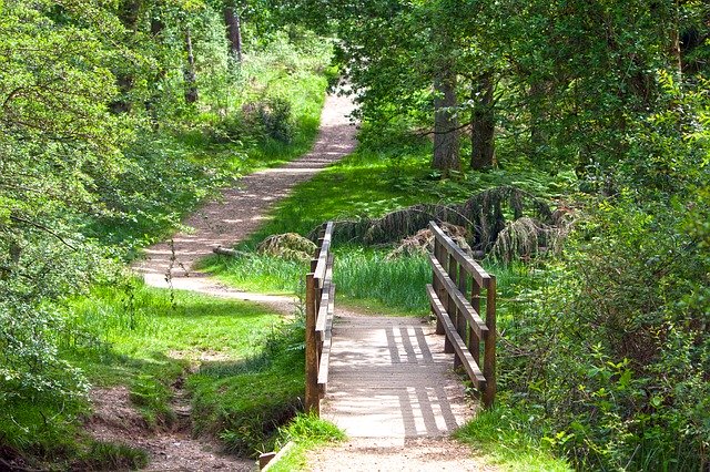 tourism_laois's tweet photo. We are lucky to have wonderful woodlands all around Laois.  Many within 2km of our towns and villages.  Where is your favourite within 2km track? 
#laoisoutdoors, #laoiswalks #whenwetravelagain https://t.co/kHbP6BZxfl