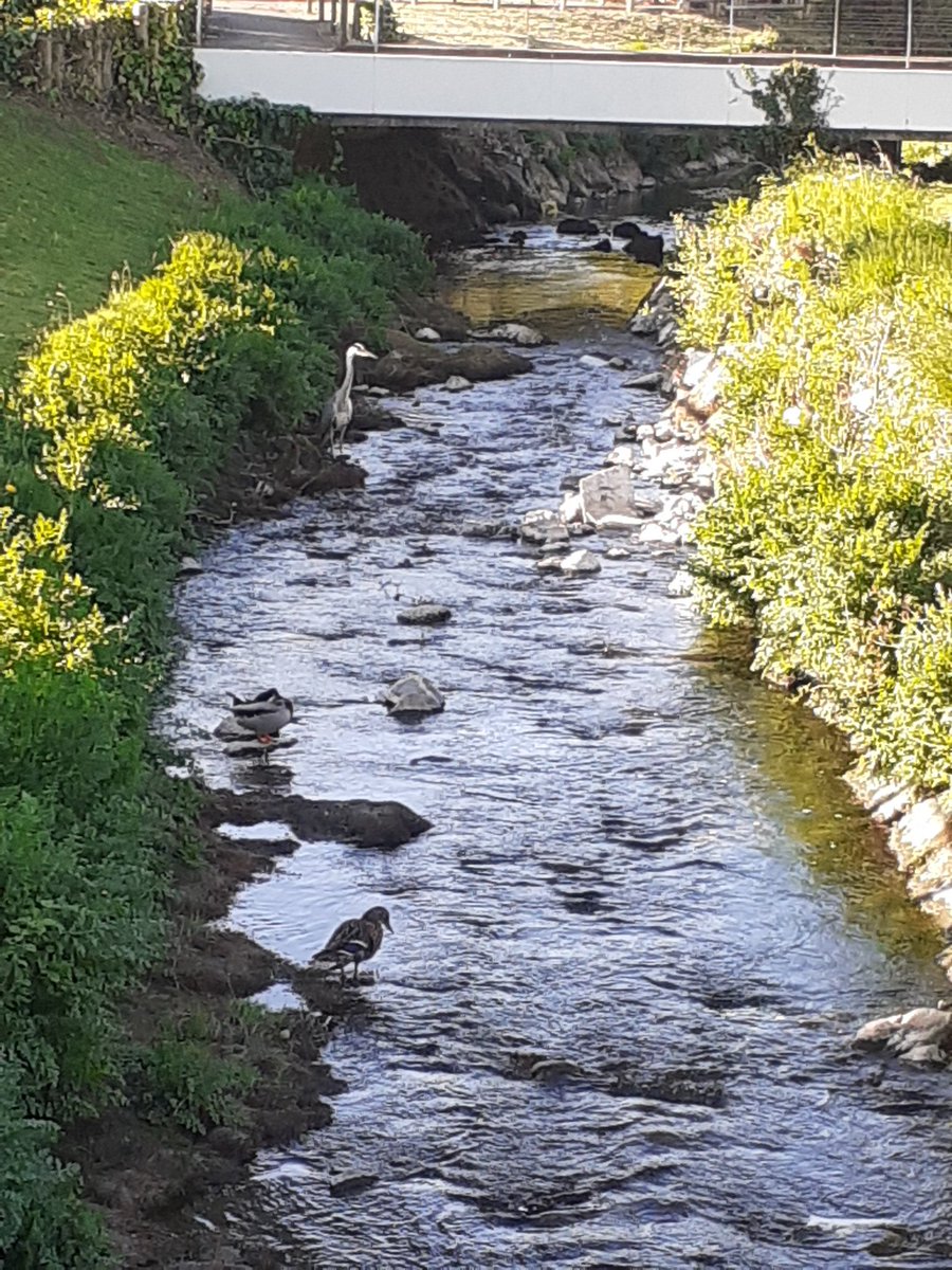 Arnold14Nicola's tweet photo. @HendreInfants #foreschool Mrs D also this bird with think it's an Heron https://t.co/UegxvVO9sU