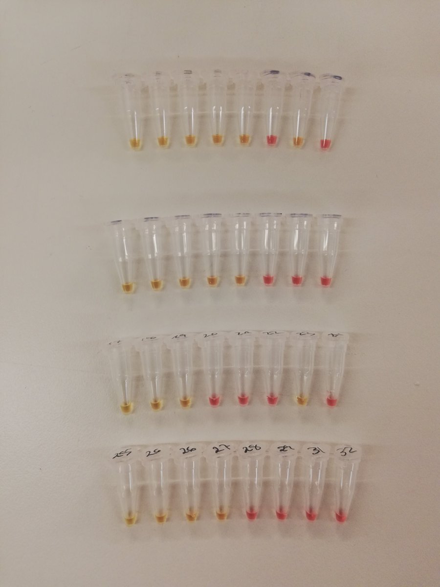 New diagnostic test for #COVIDー19 can be performed without advanced lab equipment and deliver the result in half an hour, according to study by <a href="/pelechanolab/">Pelechano lab</a> at KI and researchers in China. Verification trials are underway. Published in @Clin_Chem_AACC. bit.ly/3bpbfvo