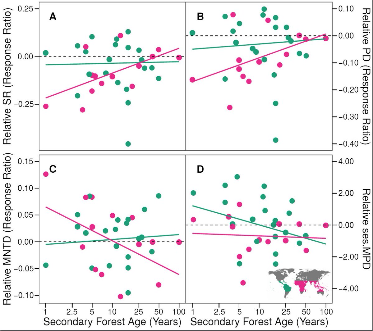 In the Old World, species richness & phylogenetic diversity increased as secondary forest aged reaching equivalence to primary forest after ~45 years & ~84 years respectively. Secondary forest age did not effect species richness or phylogenetic diversity in New World sites. (5/8)