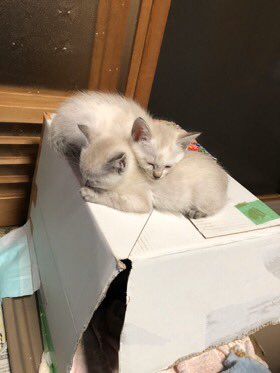 aytk30624's tweet photo. いつも仲良し！

 #これがこうやで https://t.co/GdoWo1vwNj