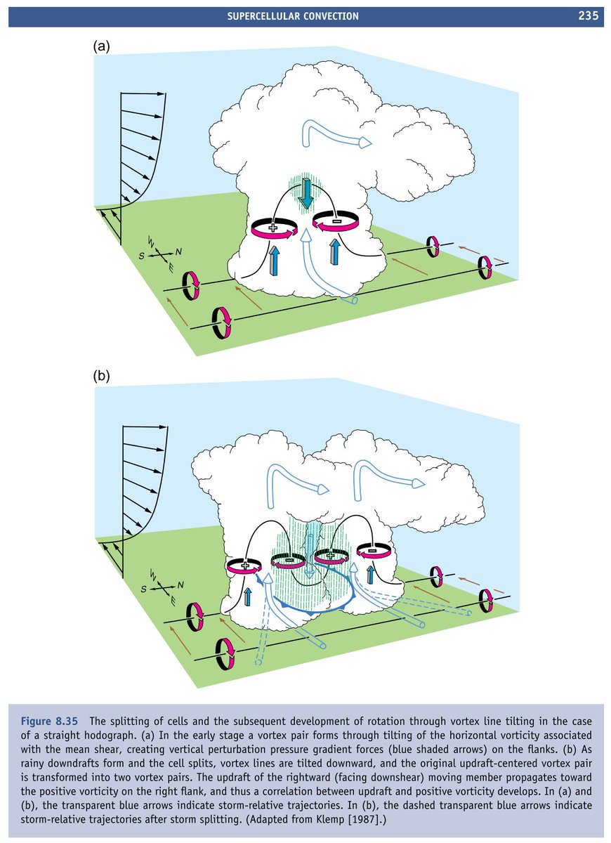 This evolution of supercell splitting illustrated in Markowski & Richardson (2010) shows resulting split cells propagate in different directions via dynamic pressure perturbations induced by vortex couplets. That projects onto the mean wind & gives the cells their unique motion.