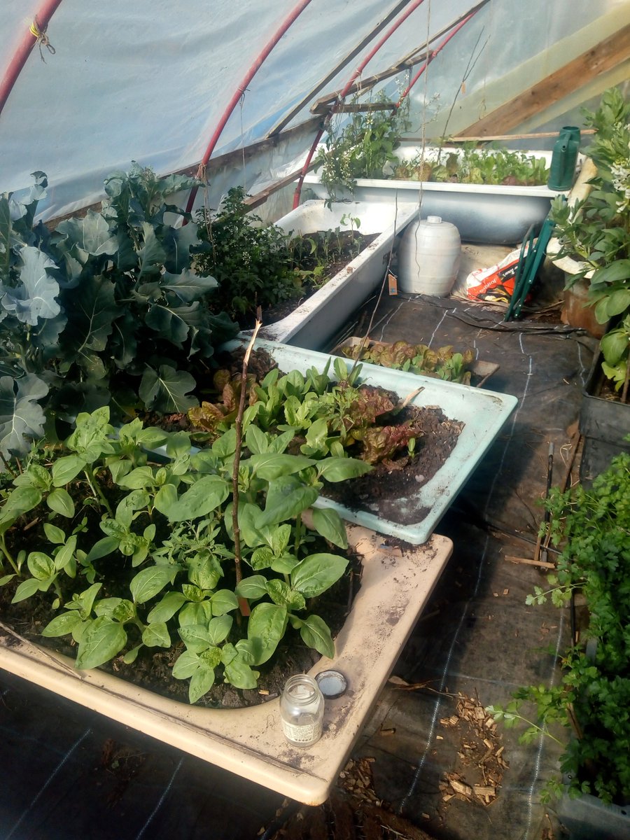 Jeremy1les's tweet photo. #EarthDay - a good time to reflect and plan for a more sustainable future with more local everything. Now's a good time to get growing your own. Stay safe https://t.co/dbhKI4hau3