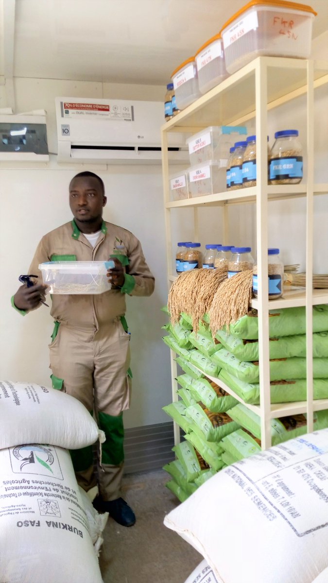 UNPSB4's tweet photo. L'#UNPSB à l'école de l'INERA Kamboinsin

Une délégation de l'#UNPSB, conduite par son président Inoussa OUEDRAOGO, est allée visiter les parcelles de production de semence de riz du Centre de Recherches Environnementales, Agricoles et de Formation de Kamboinsin ce 21 avril 2020. https://t.co/07HPGoY7Xf