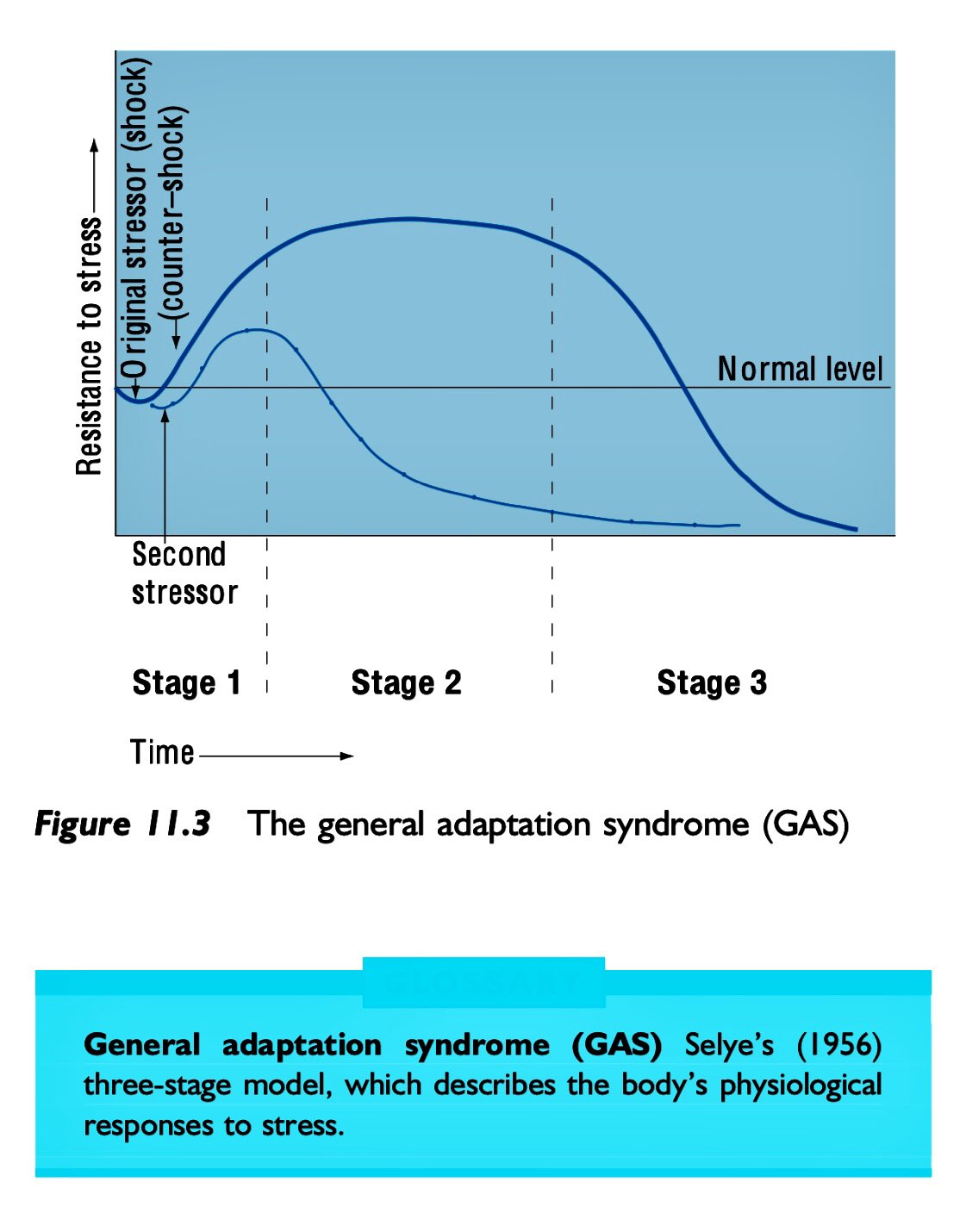 general adaptation syndrome stages