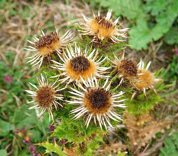 Grassland soils also sequester carbon, having the highest carbon stock of any UK broad habitat! (UK National Ecosystem Assessment 2011). It is vitally important that we protect these habitats for their environmental and historic value.Image: Carline Thistle, © Evelyn Simak