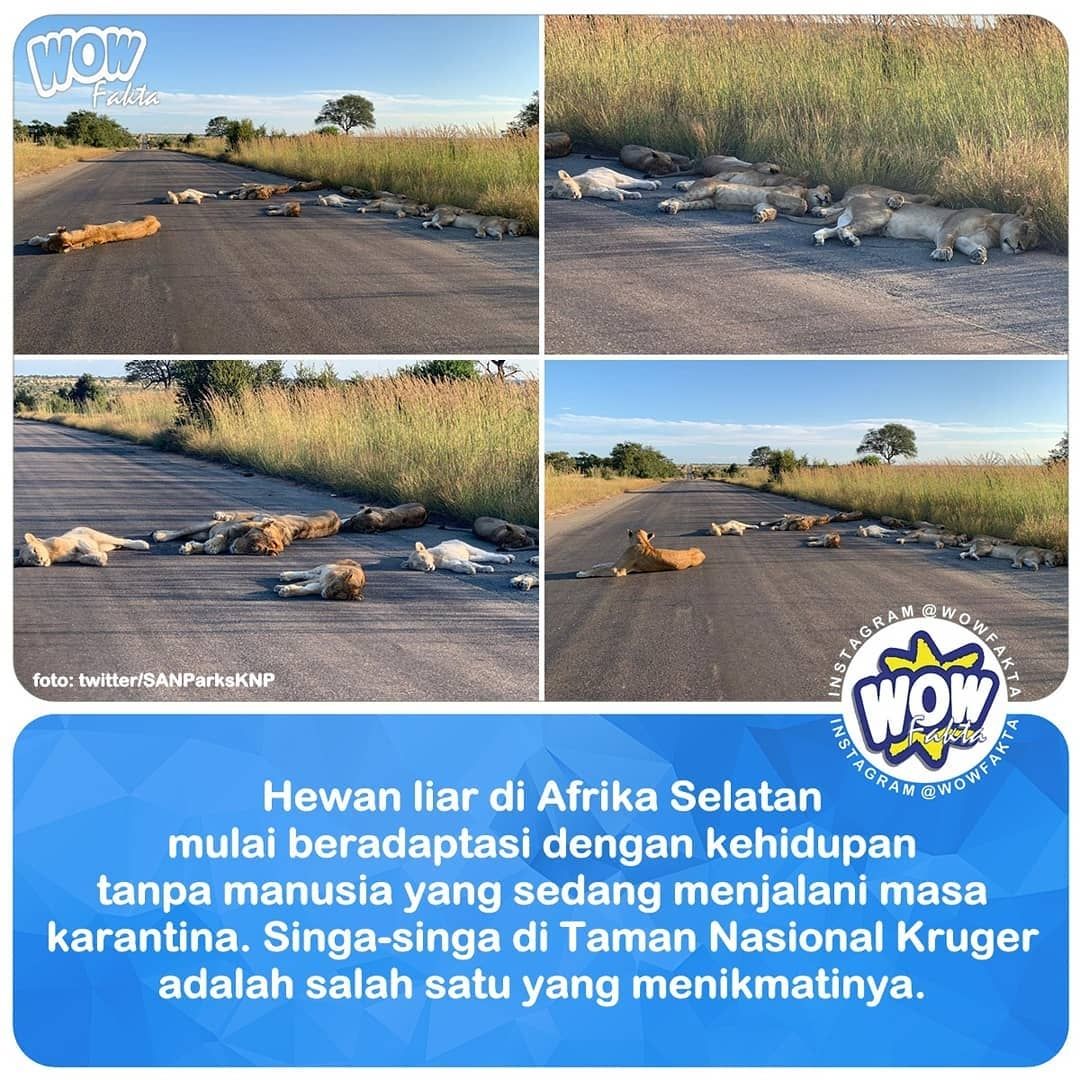 Foto-foto yang diunggah oleh Kruger National Park di Twitter menunjukkan sekumpulan singa berbaring di tengah jalanan di #tamannasional itu saat Afrika Selatan #lockdown akibat wabah Corona...⤵️
.
instagram.com/p/B_HKd4ihRw_/…
.
.