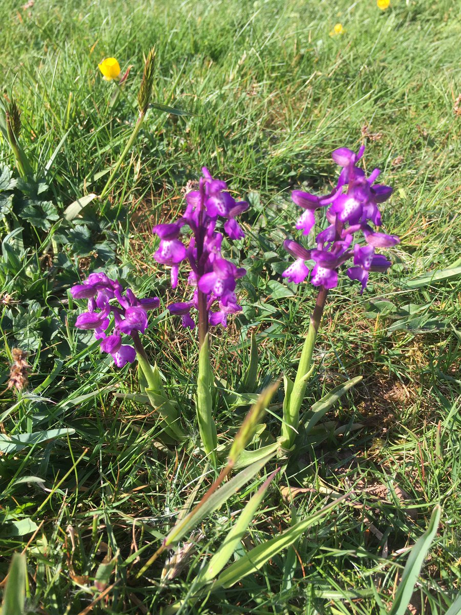 East Devon Golf Club tweet media