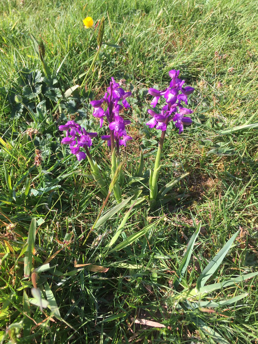 Lovely to see the Orchids looking so good in the 6th rough. Let’s hope the many walkers respect them at this difficult time. Stay safe!