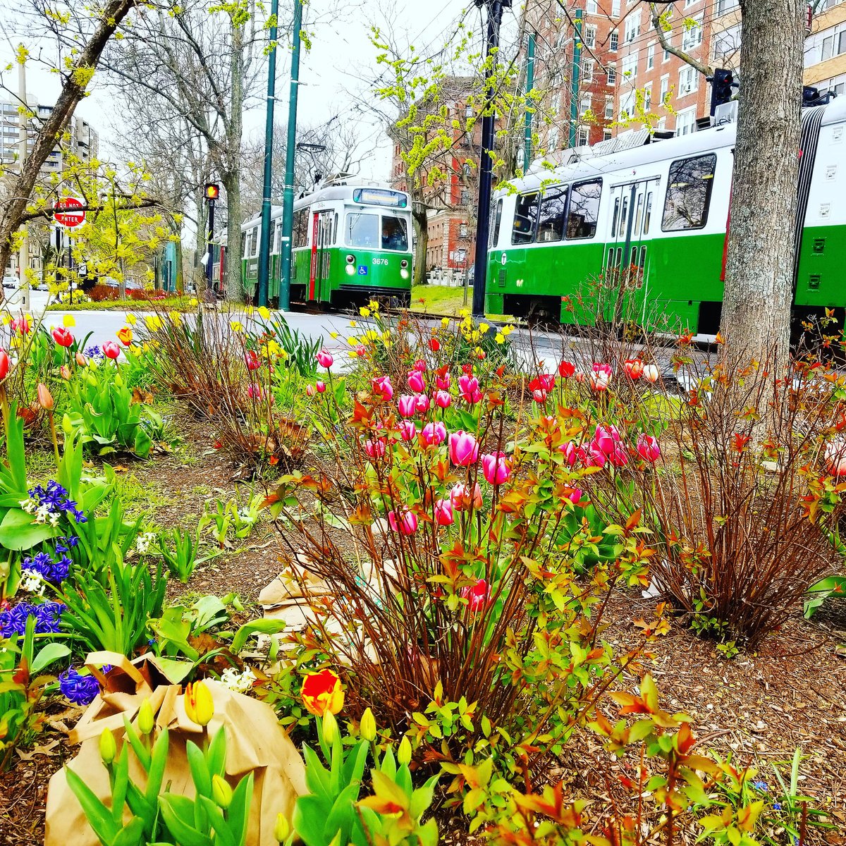 daryldeluca's tweet photo. FACES OF BOSTON UNIVERSITY: Inbound & Outbound Green Line C trains pass each other outside of Coolidge Corner as April spring flowers look on. @BU_Tweets @applytobu #WashYourHands #ReduceTheCurve @617USMC #stayinghome #BU2024 #igersboston #facesofBostonUniversity https://t.co/WHyLszmfoe
