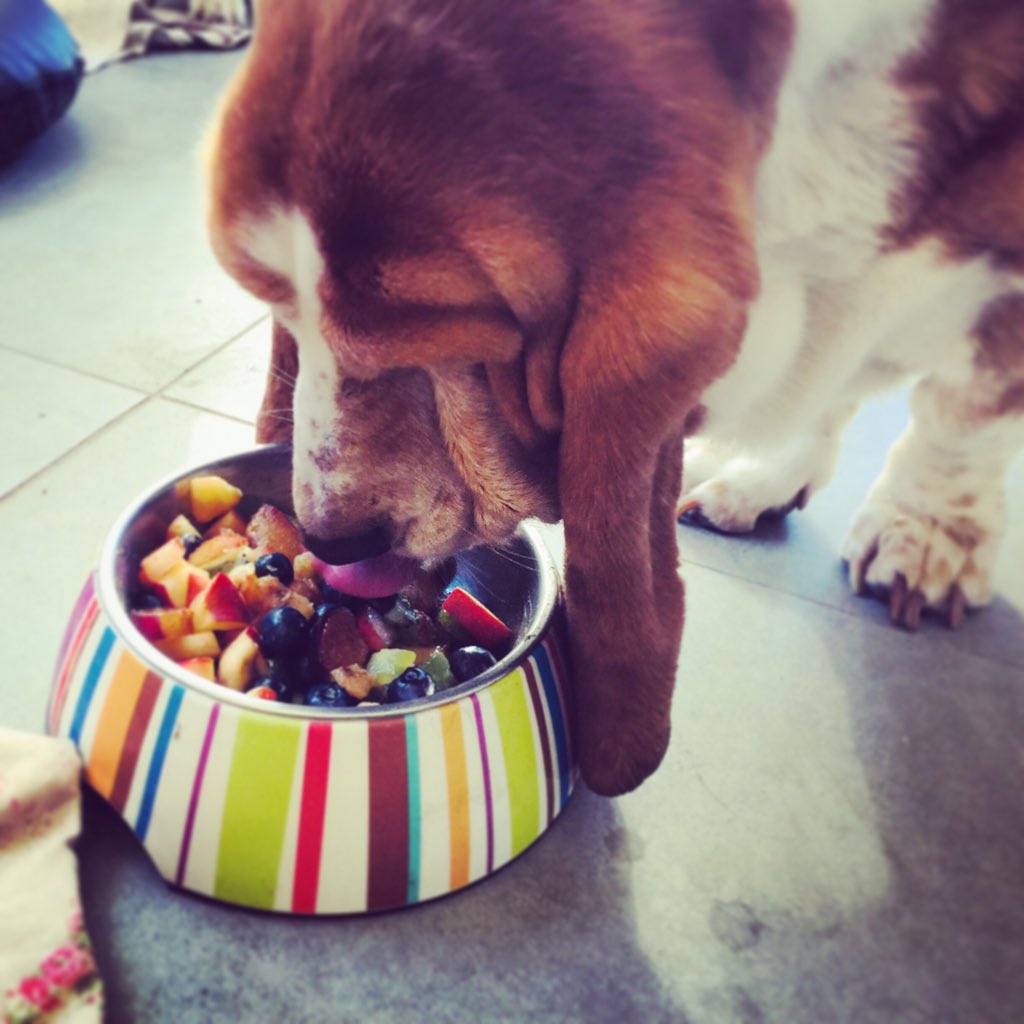 Wilmchen hatte heute das Privileg, eine große Portion Obstsalat nach dem Frühstück kredenzt zu bekommen. Es war jetzt nicht so, dass sie den unbedingt haben wollte. 😬
Sie wollte allerdings auch nicht, dass Frieda ihn kriegt. Und Pippa auch nicht.

#sorgbrücktime #bassetismus