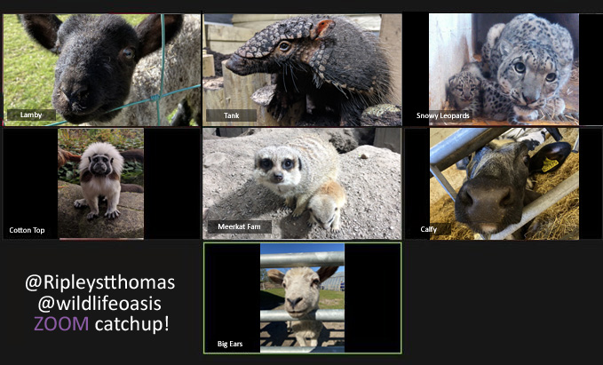 ripleystthomas's tweet photo. Here's a good one for #wackywednesday! Our farm animal friends need to keep in touch too so here they are in their Zoom meeting with their friends at @wildlifeoasis @RipleyAgHort 🐒🐆😁🐄🐏🐍🐸🕷️🐰🐴🐐 https://t.co/vi6scQSoN4