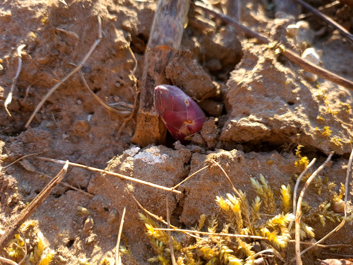 emokebendixen's tweet photo. Potd:  grounbreaking work by #asparagus https://t.co/bZVuaIczCu