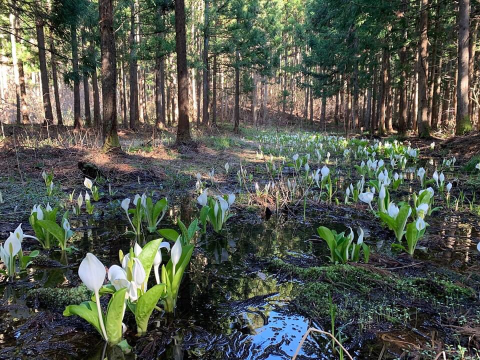 Shiny5 Beautiful Season 水芭蕉