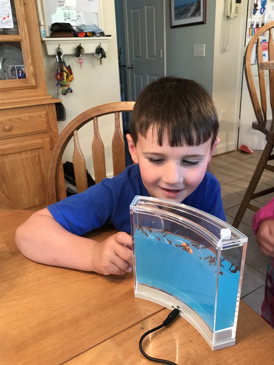 conwayelemsch's tweet photo. Who says growing an ant farm isn't allowed at school?  :)  Check out this #conwayleader learning in different ways! https://t.co/co2Rx3Qelc