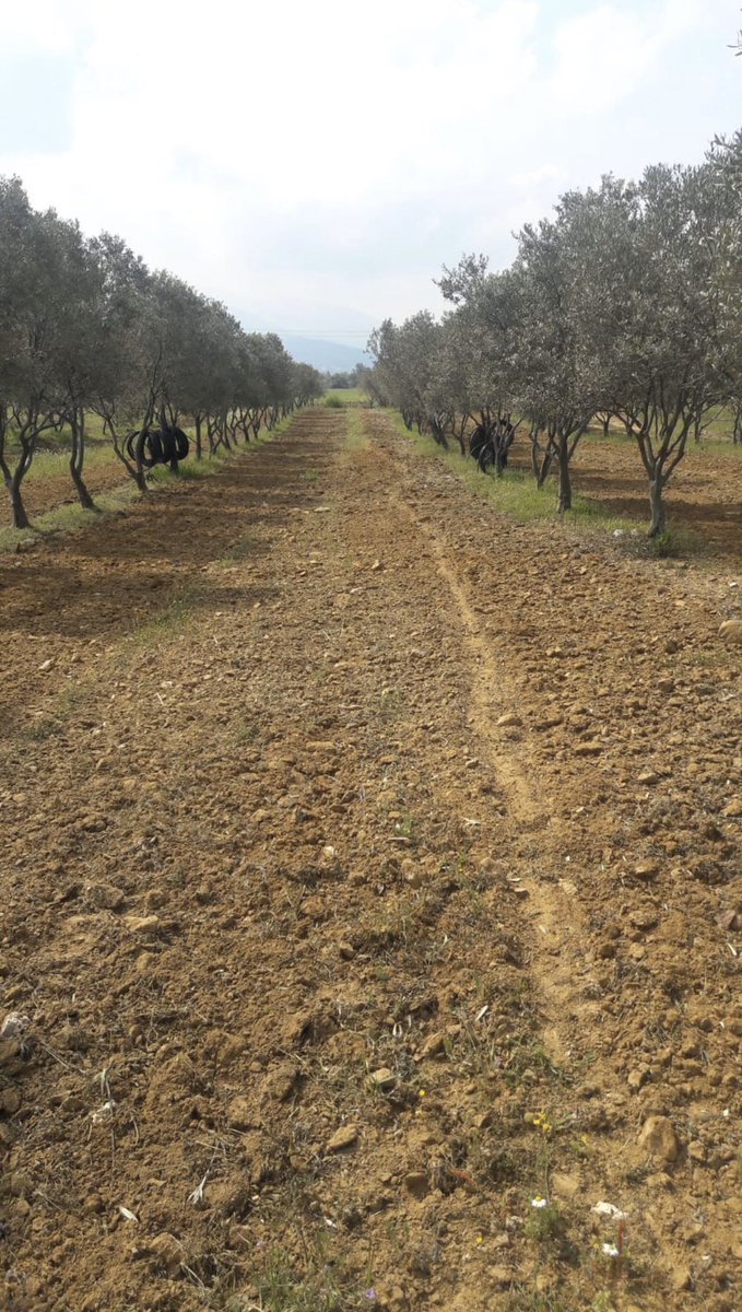 “Köylü milletin efendisidir”-Mustafa Kemal ATATÜRK ❤️🇹🇷
•
#bodrum #zeytin #zeytinyağ #tereyağ #yumurta #organikyumurta #yogurt #peynir #sabun #doğalürün #iyitarım #evdekal #organiktarım #bodrumbel #tavuk #inek #evyapımı #çiftlik #atatürk #23NisanUlusalEgemenlikveCocukBayramı