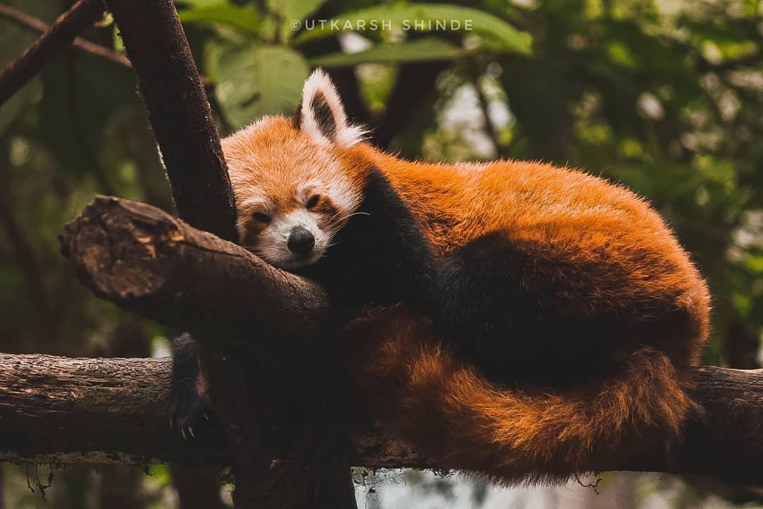 On the #earthday let's  join hands and save our species.

Your little help can change this world. Just Donate for #redpanda at <a href="/RedPandaNetwork/">Red Panda Network</a>

Photo : Utkarsh Shinde 
Follow him for more updates at instagram.com/ut_sir_
100% donation will directly goes for Red Panda welfare.