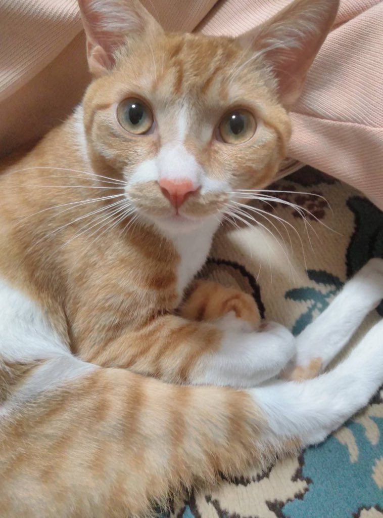 heavycat's tweet photo. 名前:奈々
性別:♂
年齢:約8ヶ月
特技:ストレッチ、タックル
チャームポイント:長い足と真っ茶色のマズル
性格:好奇心旺盛で甘えん坊
3月まで女の子と認識されており、そのため名前の由来は水樹奈々でした。
 #猫ねこ部相談員応募 https://t.co/LV9ZZAakRR
