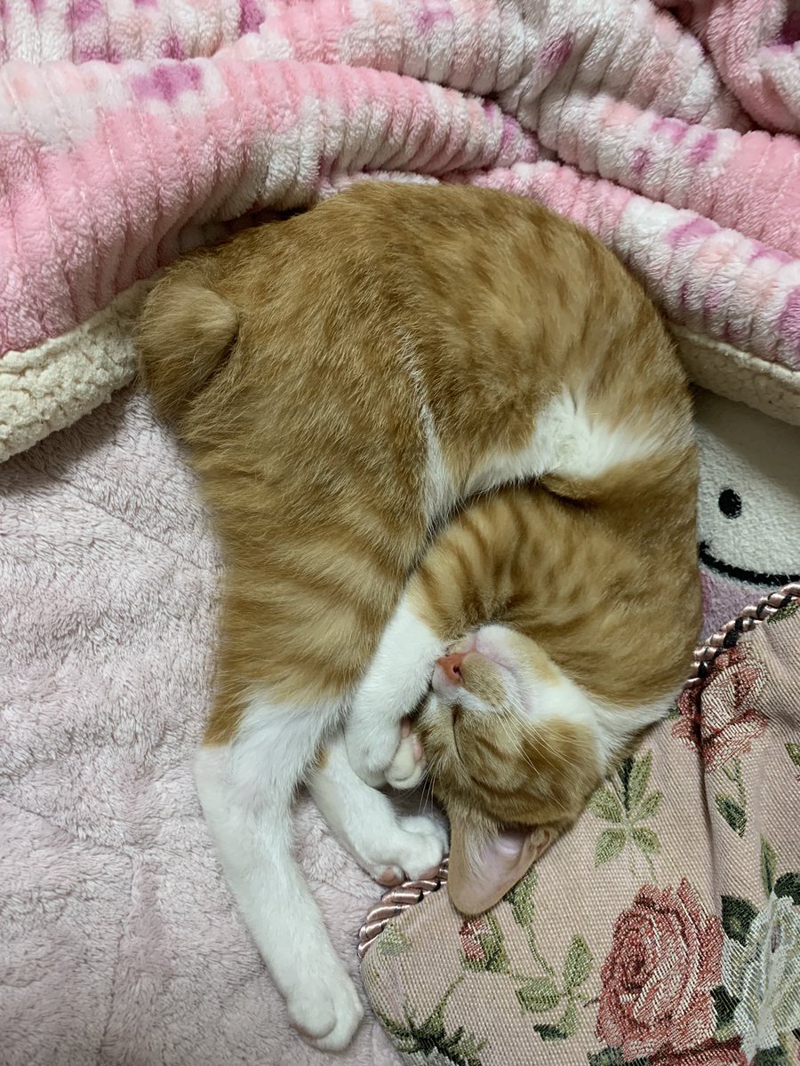 heavycat's tweet photo. 名前:奈々
性別:♂
年齢:約8ヶ月
特技:ストレッチ、タックル
チャームポイント:長い足と真っ茶色のマズル
性格:好奇心旺盛で甘えん坊
3月まで女の子と認識されており、そのため名前の由来は水樹奈々でした。
 #猫ねこ部相談員応募 https://t.co/LV9ZZAakRR