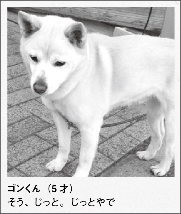 czcz_official's tweet photo. 【カコカジ】
2011年6月号 「街の犬」
#カコカジ #おうち時間 https://t.co/JbrF1UdgVb