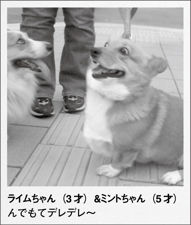 czcz_official's tweet photo. 【カコカジ】
2011年6月号 「街の犬」
#カコカジ #おうち時間 https://t.co/JbrF1UdgVb
