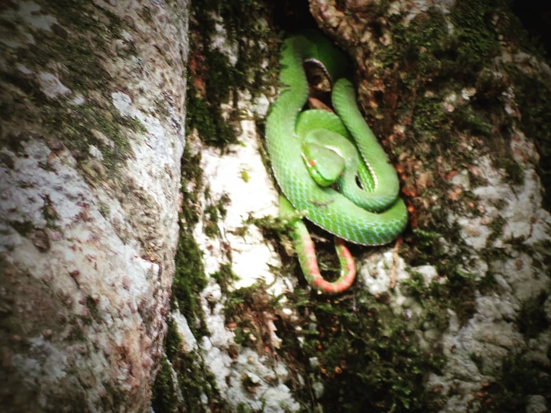 On the #earthday let's join hands and save our mother earth by conserving species of plants and animals.

Everyone have to understand the value of our #species &amp; ecosystem.

Photo by me at #meghalaya
Species I'd - Pope's Pit viper (Highly Venomous) Neurotoxic. 

#snakes #india