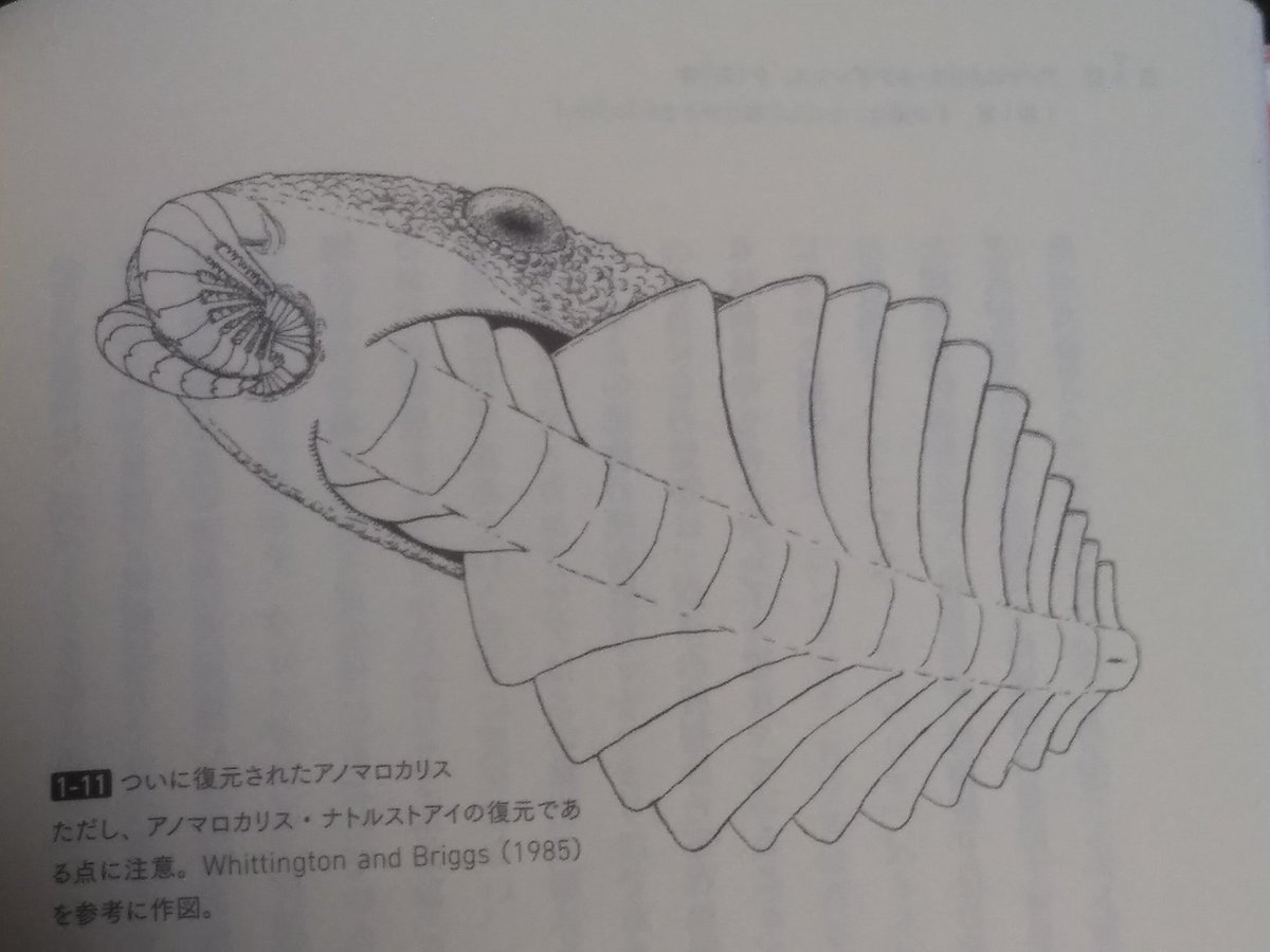 Jun ペユトイアか旧学名のラガニアのほうが一般的ですね でもペイトイアの方が元の発音に近いと思われます なおこの 頭部が前方のひれを覆う復元 は1996年以降で否定されるはず Jun ペユトイアか旧学名のラガニアのほうが一般的ですね でもペイトイアの方が元の発音に近いと思われます なおこの 頭部が前方のひれを覆う復元 は1996年以降で否定されるはず