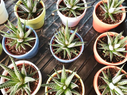 9 Easy Indoor Plants You Can Buy Online ift.tt/2KuKXff #REMAX #realestate
