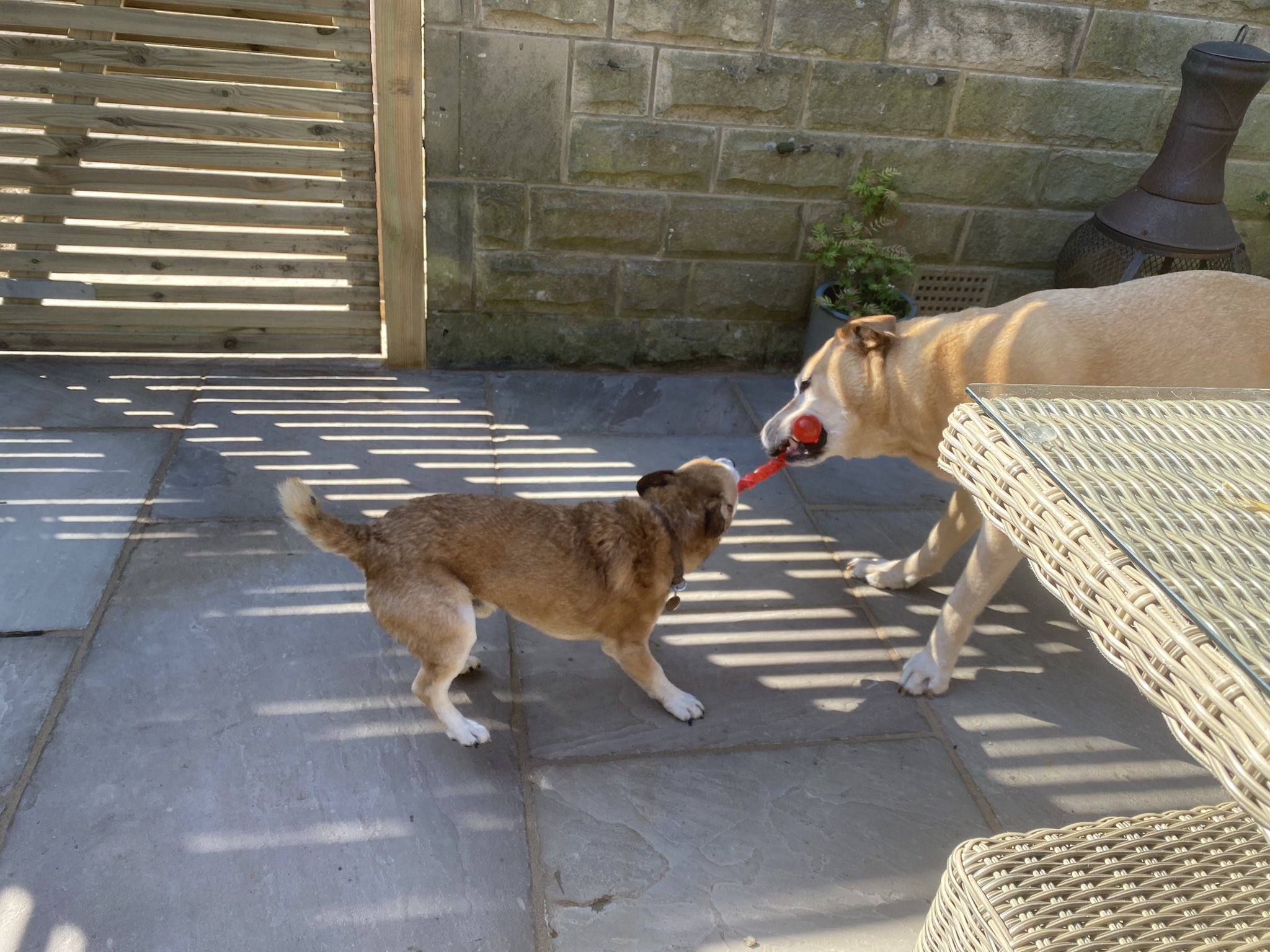 Mr T and Dandy having fun! Happy birthday 